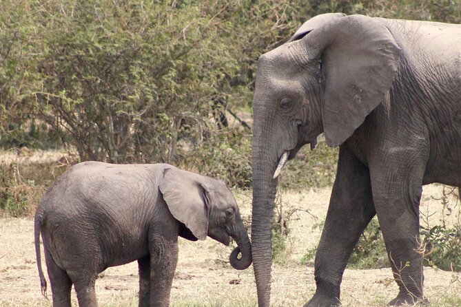 3 Days Amzing Safari in Tarangire and Nngorongoro - Customer Experiences