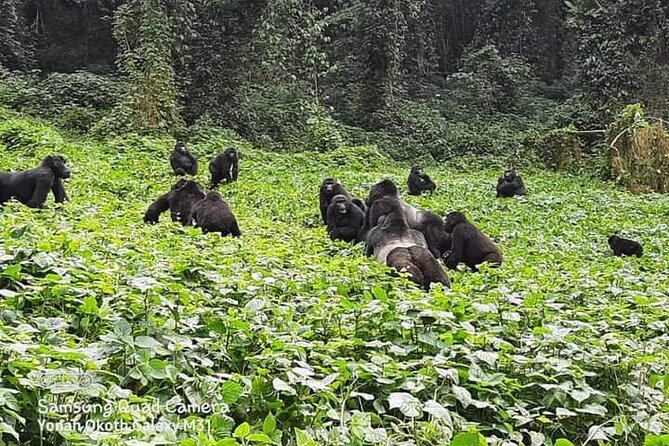 3 Days Best of Queen Elizabeth National Park Wildlife Tour - Booking and Cancellation