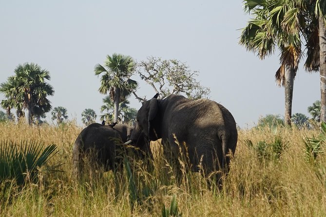 3 Days Murchison Falls Park Uganda - Transportation and Pickup