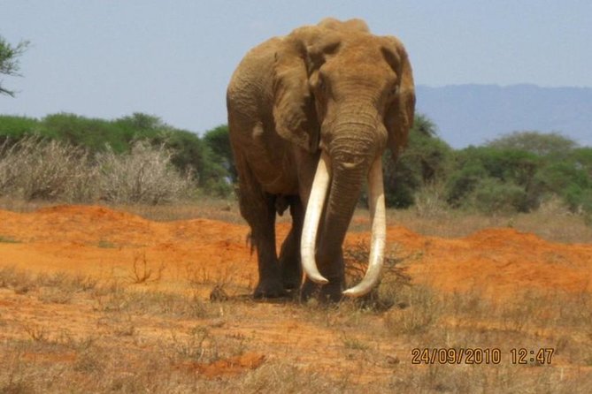 3 Days Red Elephant Safari - Booking Information and Pricing