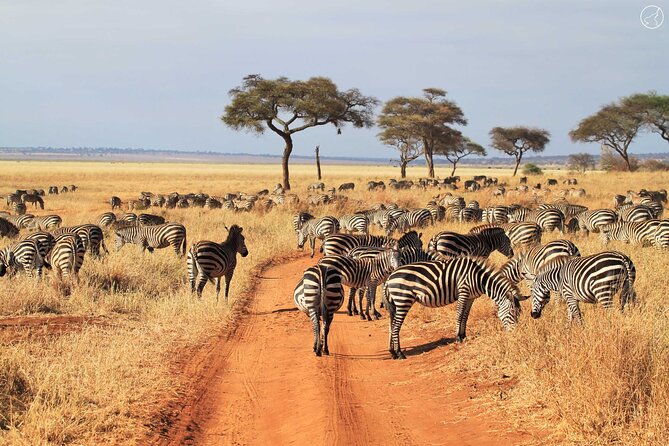 3 Days Safari Adventure to Serengeti and Ngorongoro in Tanzania, Africa - Frequently Asked Questions