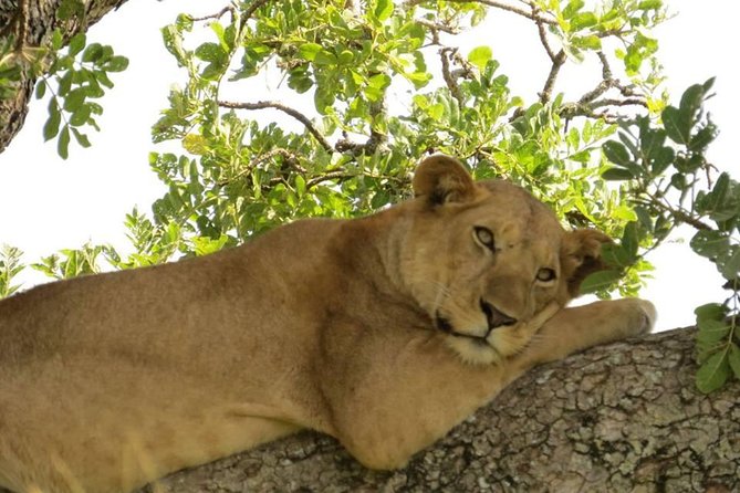3-Days Safari to Murchison Falls National Park With Rhino Sanctuary Hike - Positive Guest Feedback and Ratings