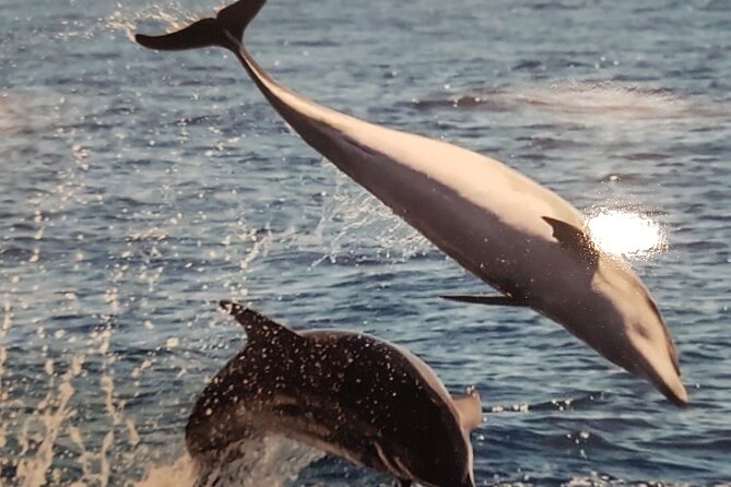3-Hour Excursion to Puerto Colón Adeje to See Whales - Guest Reviews
