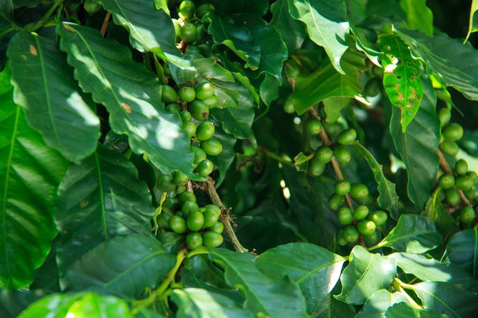 3 Levels of Huatulco Reloaded (Vanilla Experience) - Coffee Experience