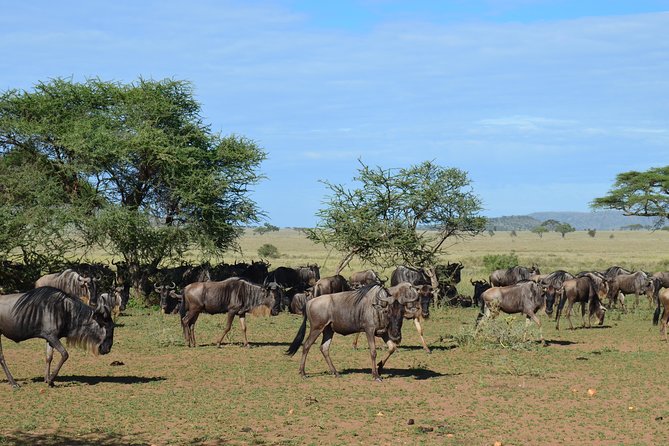 3DAYS Safari to Tarangire Ngorongoro and Manyara Lodge Safari - Cancellation Policy and Reviews