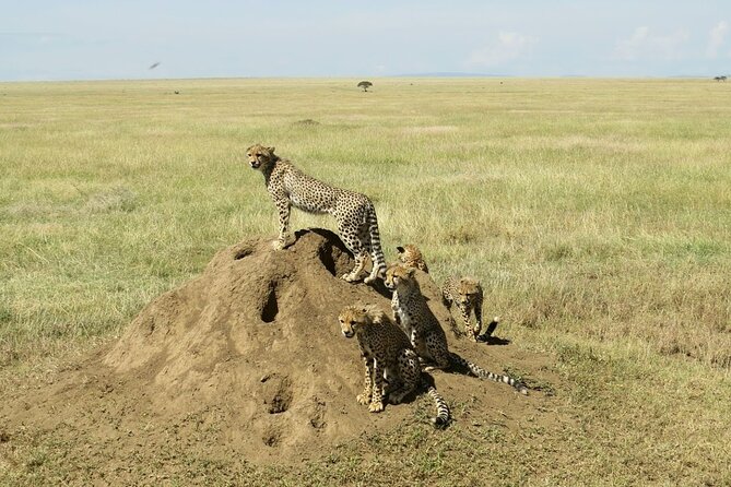 4-Day Camping on the Big Five Private Safari - Tips for a Successful Safari