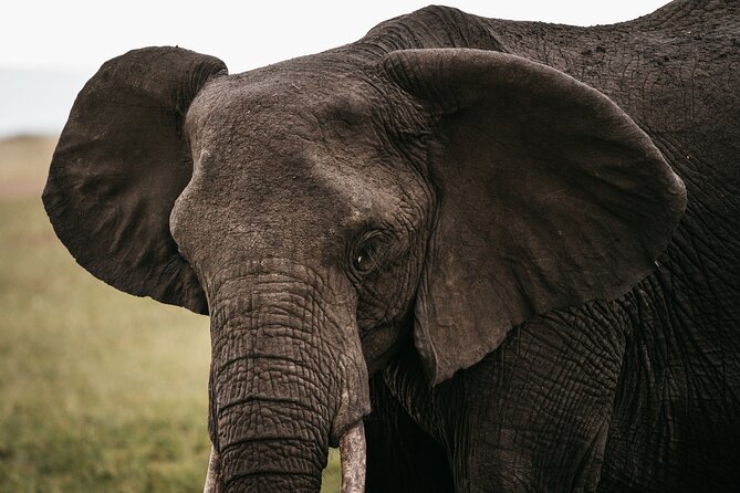 4-Day Maasai Mara and Lake Nakuru Safari From Nairobi - Accessibility and Physical Fitness Requirements