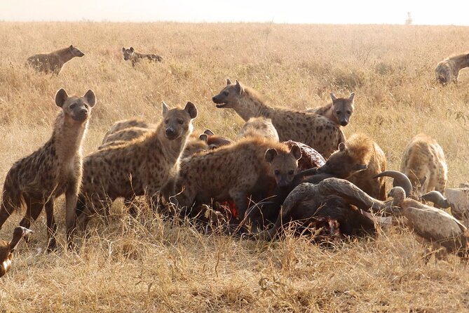 4-Day Safari From Arusha: Tarangire, Serengeti and Ngorongoro - Important Travel Considerations