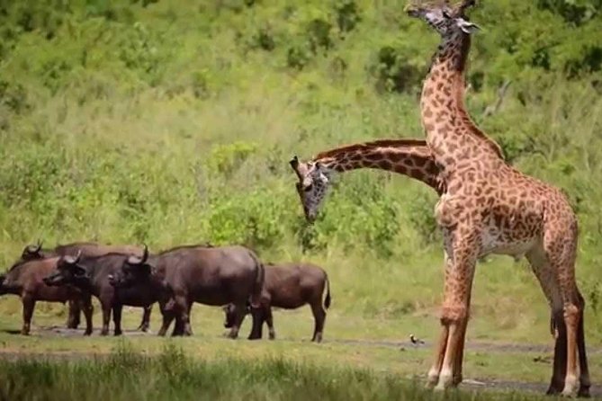4-Day Tanzania Camping Safari to Lake Manyara, Serengeti, and Ngorongoro Crater - Frequently Asked Questions