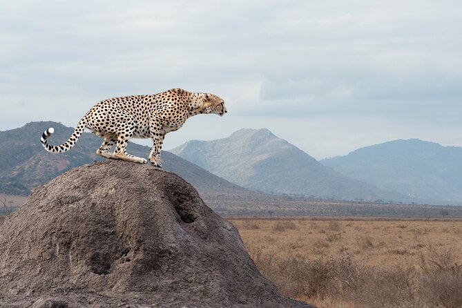 4 Days 3 Nights Safari- Tarangire, Serengeti and Ngorongoro Crater - Frequently Asked Questions