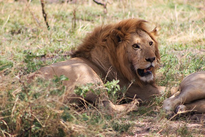 4 Days Lodge Safari Tarangire , Ngorongoro Crater & Walking - Pricing and Reviews