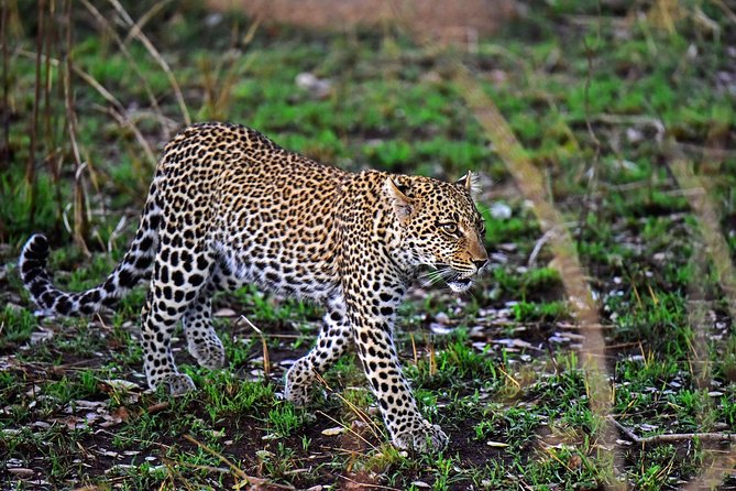 4 Days Tanzania Safari- Lake Manyara NP, Serengeti Np and Ngorongoro Crater - Frequently Asked Questions