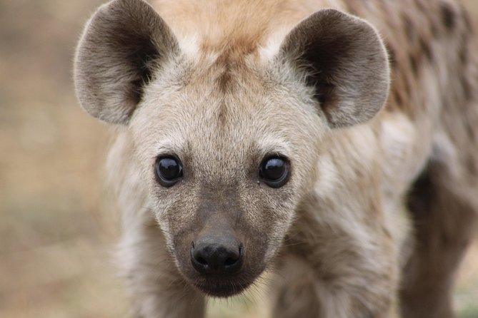 5 Day Kruger National Park Tour - Pickup and Transportation Details