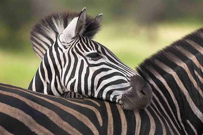 5 Day Mid Range Tanzania Safari - Traveler Reviews and Testimonials