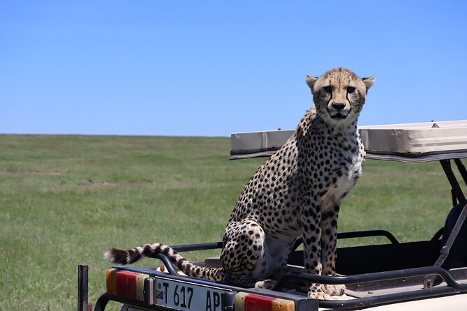 5-Day Private Safari in the Serengeti With Accommodation - Frequently Asked Questions