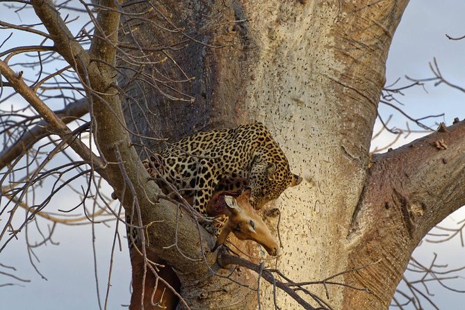 5 Days Tarangire,Serengeti,Ngorongoro&Manyara Camping Safari Tour Tanzania - Pricing and Booking Information