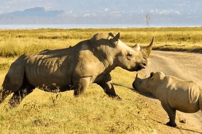 5 Hour Private Tour Nairobi National Park Or Evening Game Drive - Additional Information
