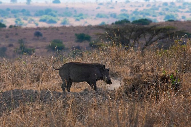 5 Hours Nairobi National Park Private Tour - Why Visit Nairobi National Park