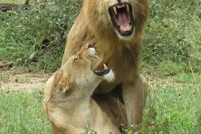 6- Day Adventure Lodge Safari to See Migration - Guest Reviews and Experiences
