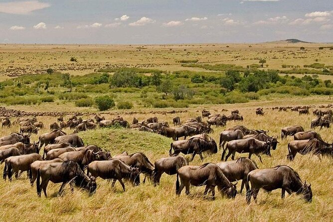 6-Day Kenya Safari to Masai Mara, Lake Nakuru and Amboseli - Booking and Cancellation Policy