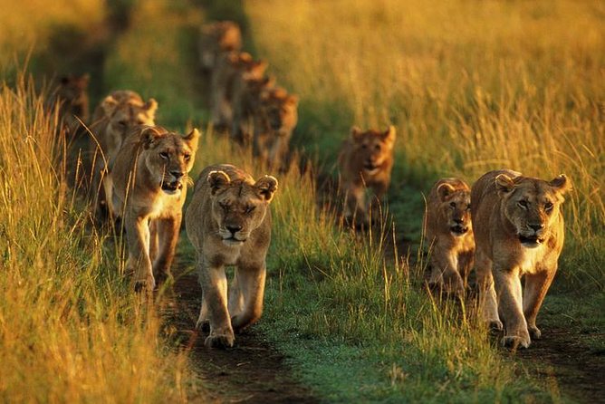 6 Days Best Adventure Kilimanjaro ,Tarangire ,Serengeti &Ngorongoro Crater - Frequently Asked Questions