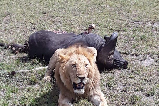6 Days Best of Kenya Safaris Maasai Mara-Lake Nakuru Amboseli National Park - Frequently Asked Questions