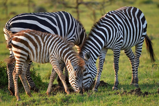 6-Days Masai Mara, Lake Nakuru and Amboseli Safari on Landcruiser - Safari Experiences and Activities