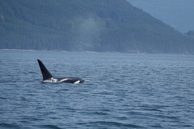 6 Hour Zodiac Whale Watching Tour - Booking and Reservations