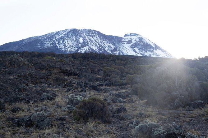 7 Days Kilimanjaro Climbing Tour | Hiking via Lemosho Route - Traveler Ratings and Experiences