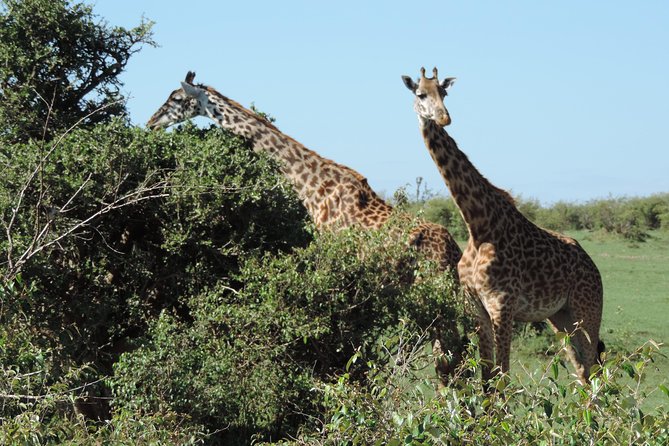 7 Days Maasai Mara-Lake Nakuru-Lake Naivasha & Amboseli - Booking and Cancellation Policy