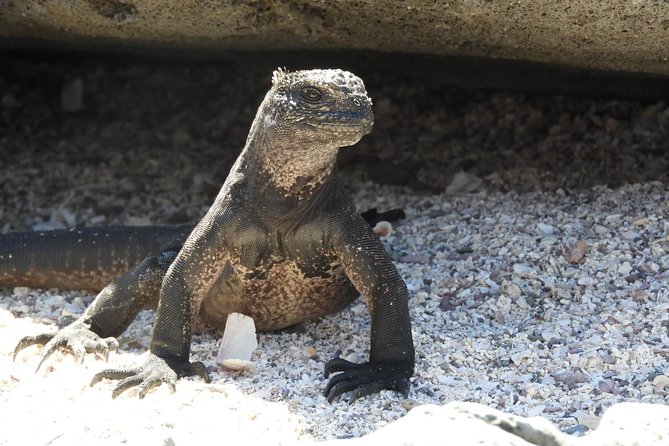 8-Day Machu Picchu & Galapagos Superior: Ultimate Bucket List Experience - Reflecting on the Ultimate Bucket List