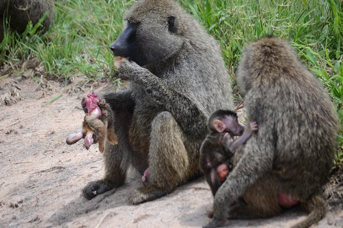 8 Day Private Wildebeest Migration Safari Serengeti Ngorongoro - Guest Experiences and Reviews