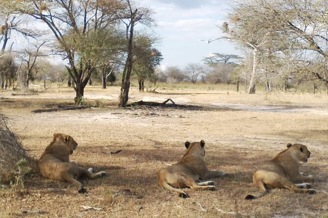 8 Days Safari to Mikumi NP, Ruaha NP and Nyerere NP + Isimila Stone Age Site - Reviews and Ratings