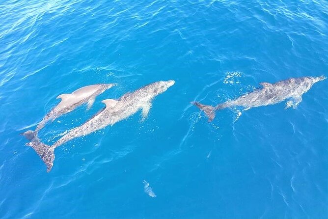 8-Hour Sailing Charter From Fort Lauderdale - Sum Up