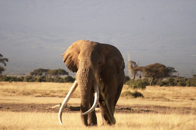 9- Days Classic Kenya Family Safari - Safety Measures and Accessibility