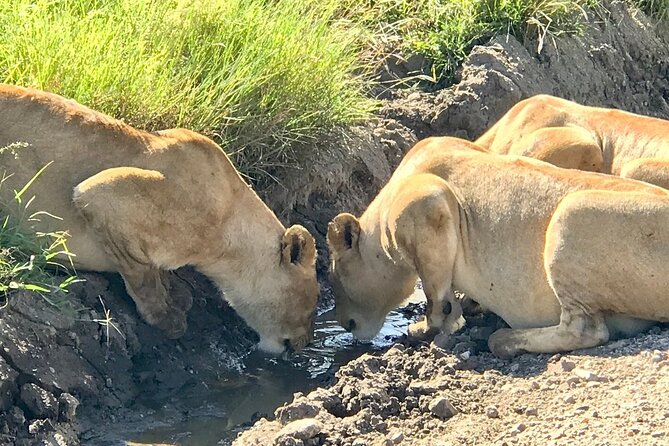 9-Days High End Road and Air Kenya Safari - Frequently Asked Questions