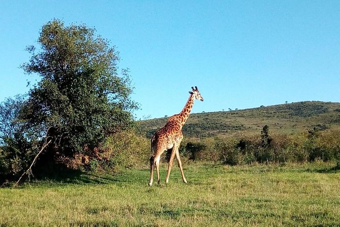 9 Days Kenya Classic Lodge Safari - Additional Tour Information