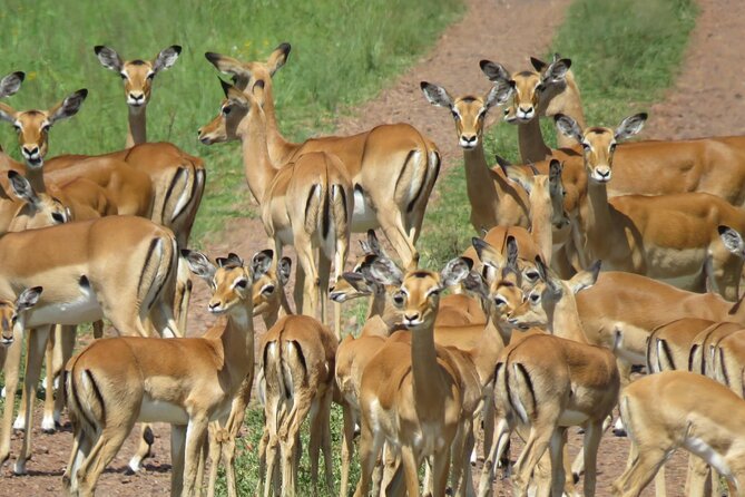 9 Days Safari To See Great Migration Crossing - Booking and Cancellation Policy