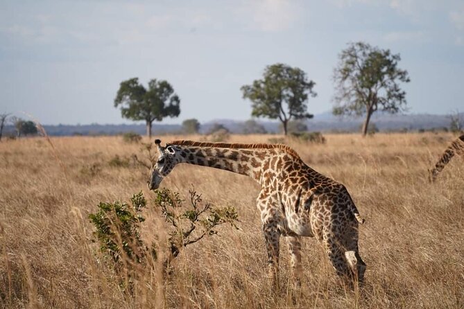 A Day Trip to Mikumi Fly From Zanzibar - Tour Booking and Availability
