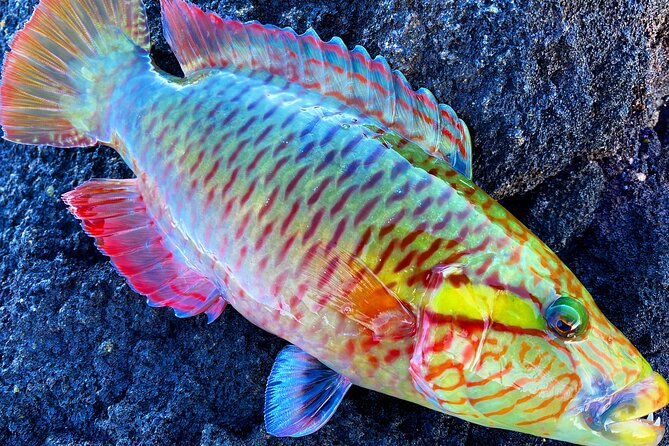 Afternoon Beach Fishing Trip in Hawaii - Things To Known
