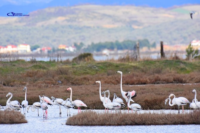 Albania Birdwatching, Kayaking, Bicycle National Park Divjaka Karavasta(ARG) - Kayaking and Bicycling Opportunities