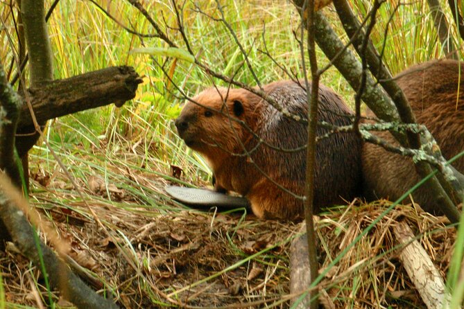 Algonquin Park 4-Day Luxury Moose/Beaver/Turtle Camping & Canoeing Adventure - Unique Experiences