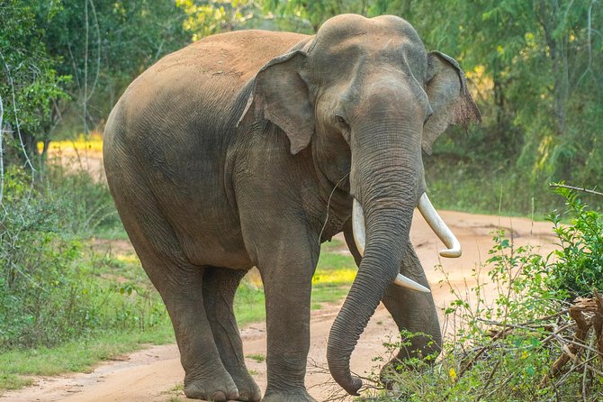All Inclusive Udawalawa National Park Day Tour From Negombo - Private Experience Benefits