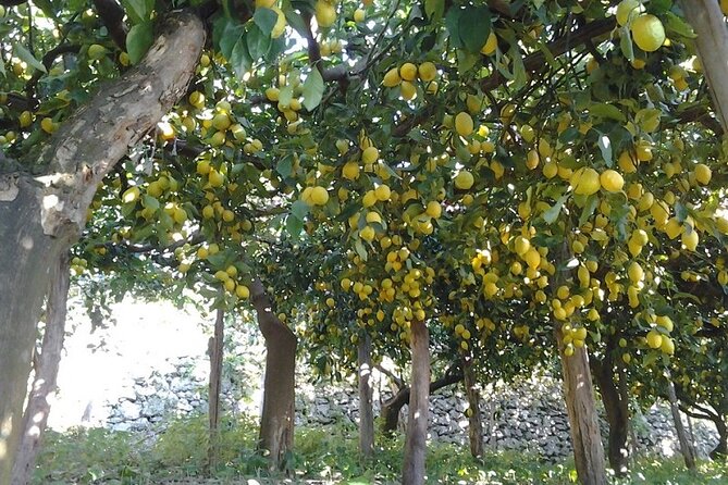 Amalfi Coast - Maiori: Path of Lemons, Tour With Tasting - Guided Tour Features