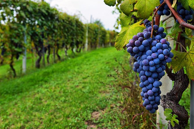 Amber Wines Private Day Trip Review - Since You Asked
