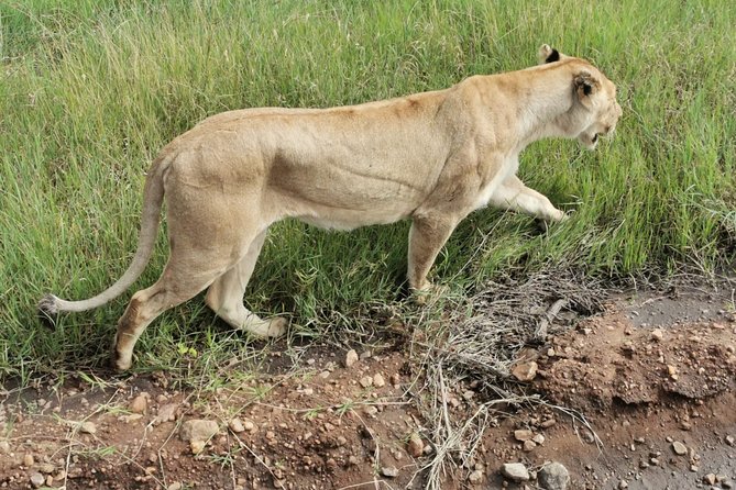 Amboseli National Park Day Trip:Mt Kilimanjaro Views - Capturing the Kilimanjaro Views