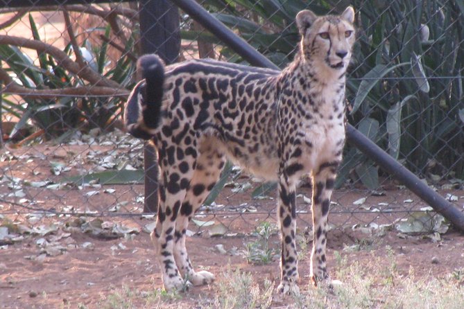 Ann Van Dyk Cheetah Centre Tour From Johannesburg or Pretoria - Tips for a Successful Visit