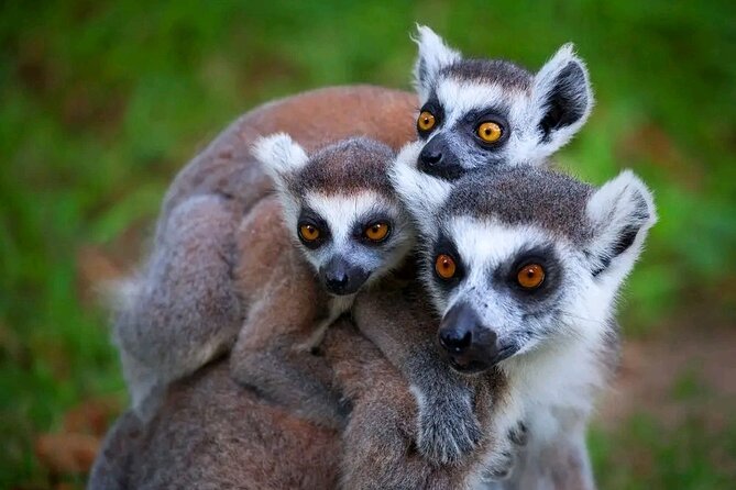 Antananarivo: Lemurs Park & City Tour - Frequently Asked Questions