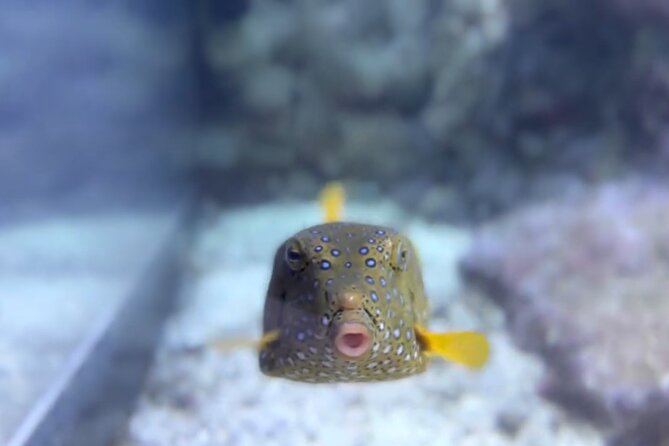 Aquarium of Genoa Reserved Entrance - Tips for a Smooth Visit