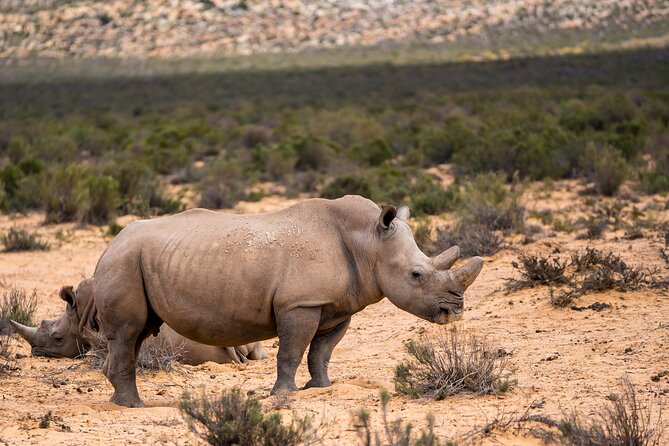 Aquila Game Reserve Safari With Park Fees, Transport & Lunch - Customer Feedback and Highlights